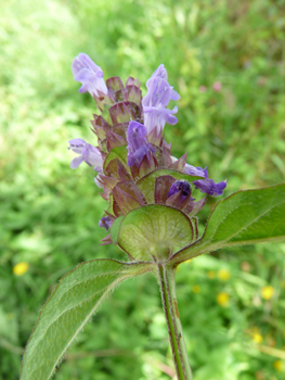 Petites fleurs (environ 1 cm de long), habituellement bleuâtres mais parfois purpurines voire plus rarement blanches. Elles sont disposées de sorte que l'on peut imaginer un cylindre disposé verticalement. Agrandir dans une nouvelle fenêtre (ou onglet)